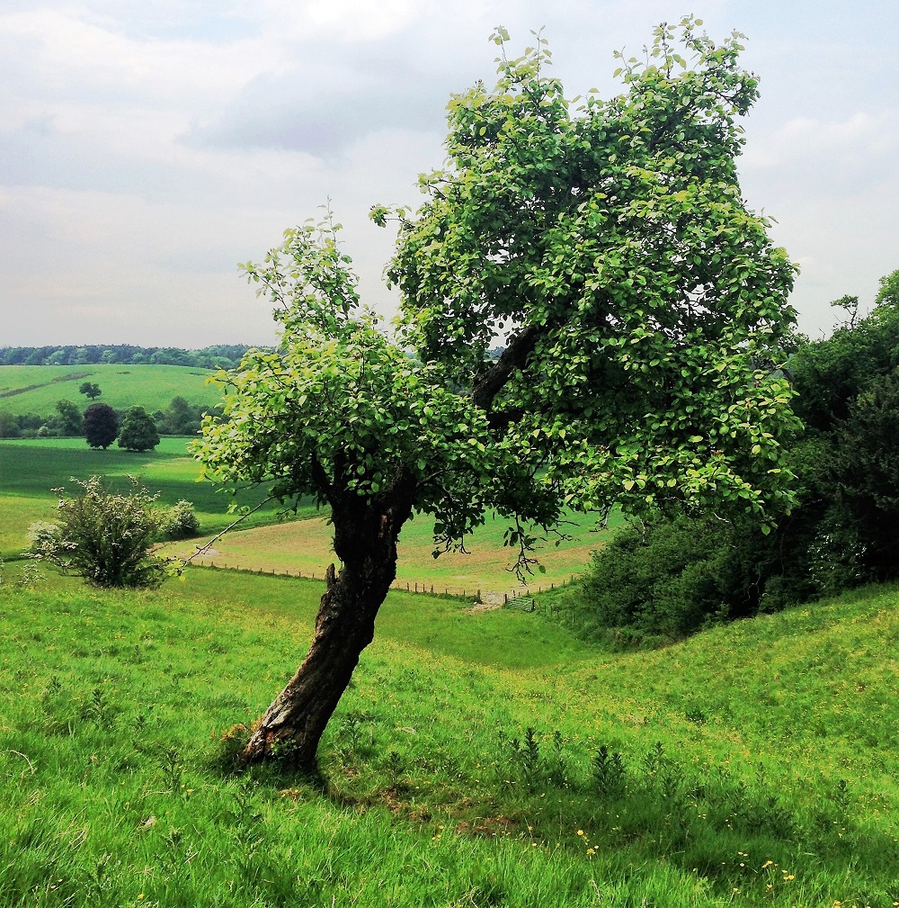 The last surviving pear tree in the terraced slopes of a former orchard
